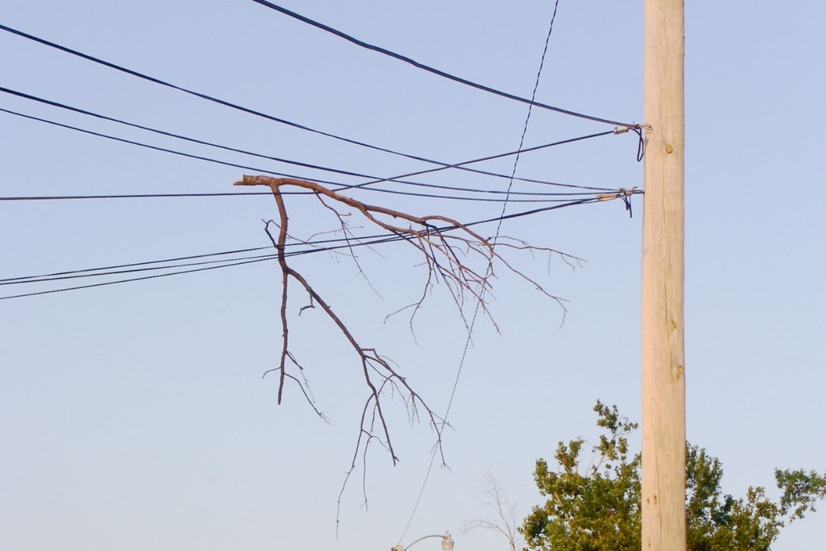 A tree branch caught on a utility line.