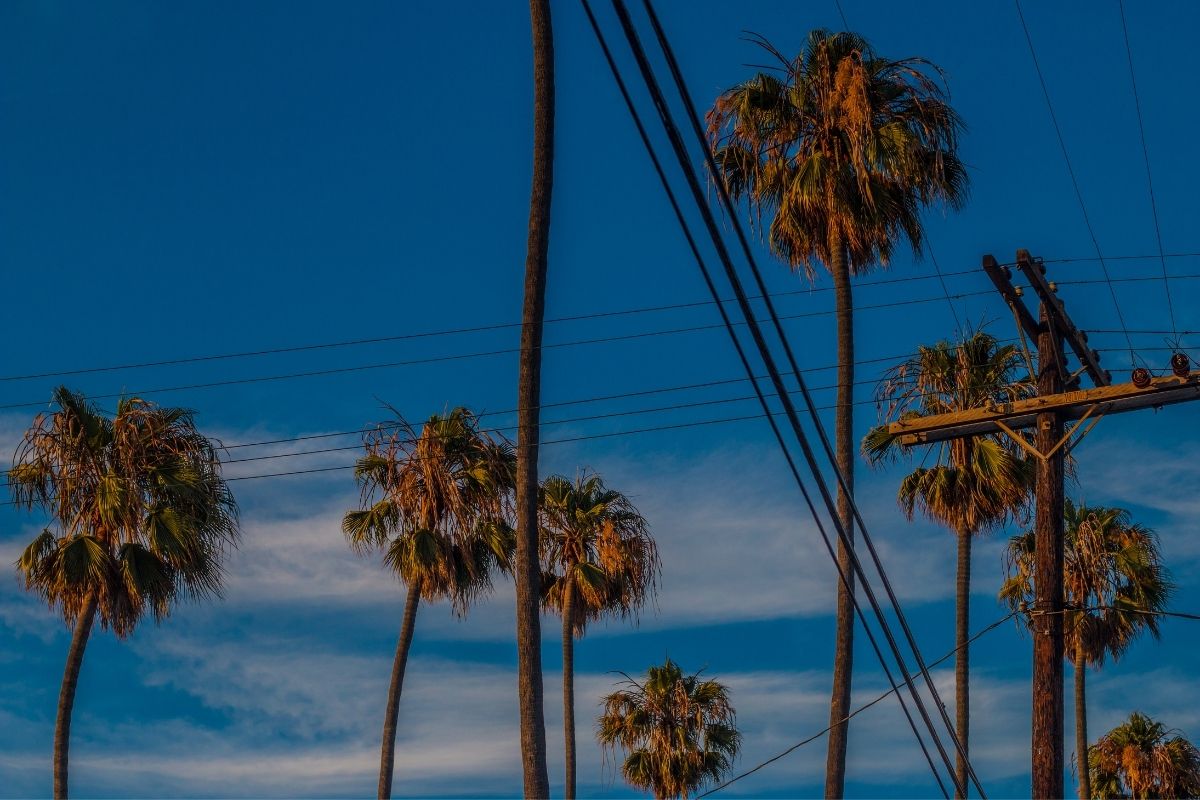 Utility lines near palm trees in South Florida.