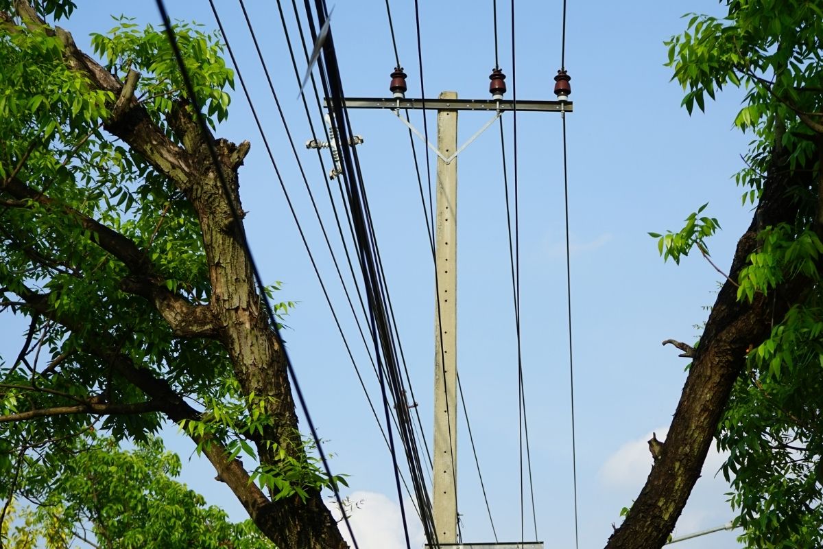 A tree that has been pruned to make way for power lines.