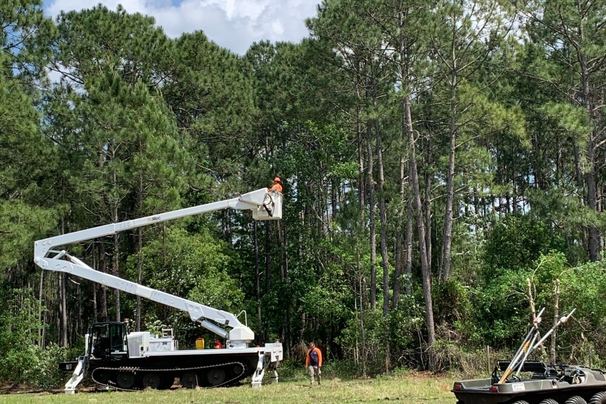 The Sherlock Tree Company crew uses a bucket truck to prune and remove trees near power lines.