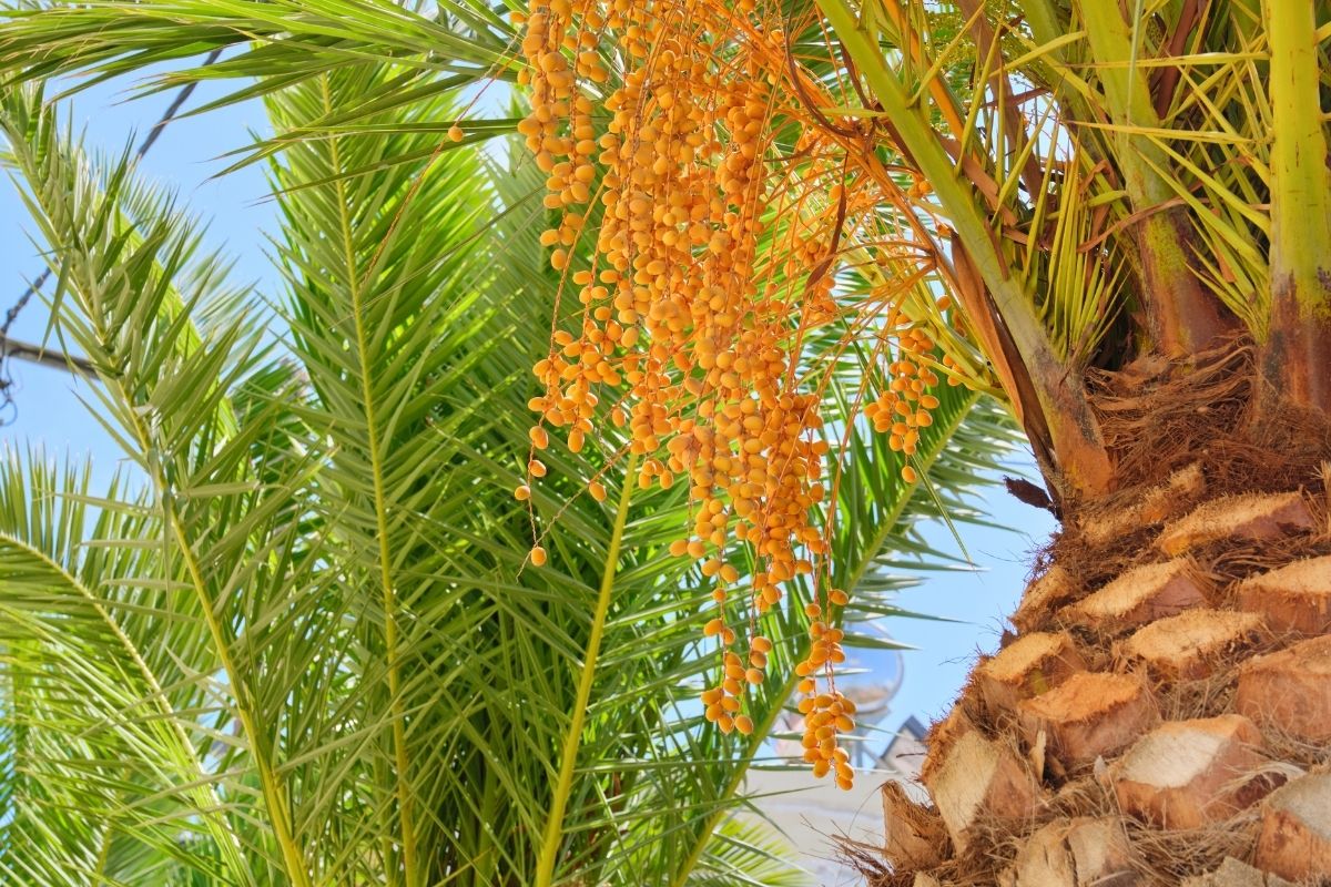 Close-up photo of the fruit on a palm, with another palm's fronds in the background.