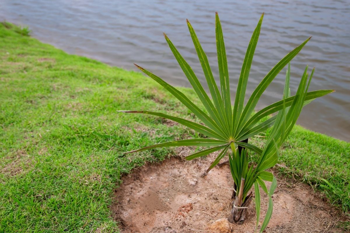 A newly-planted palm near a body of water in Florida.