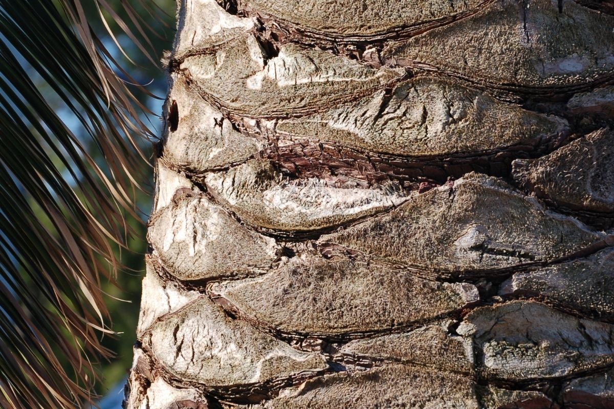 Close-up image of a palm's trunk.