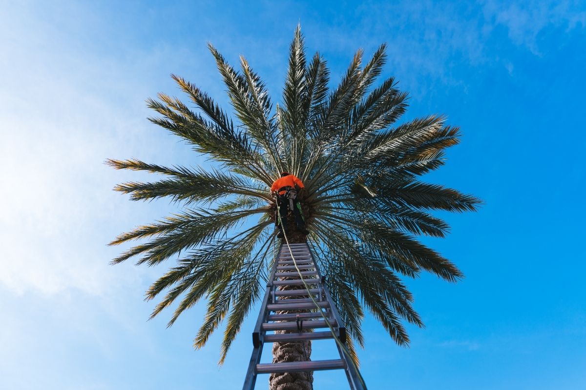A Sherlock Tree employee climbs towards a healthy palm in South Florida to provide pruning or treatment services.