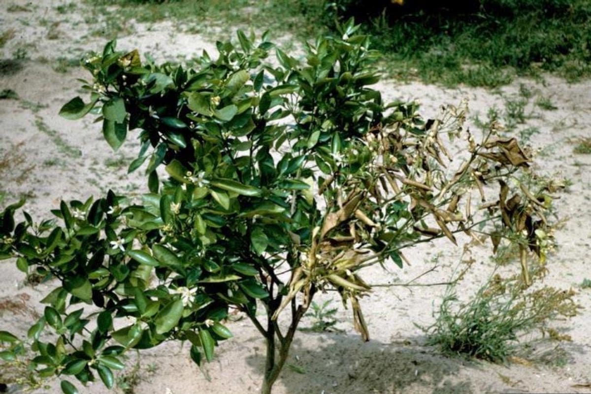 High soluble salt in shrubs.