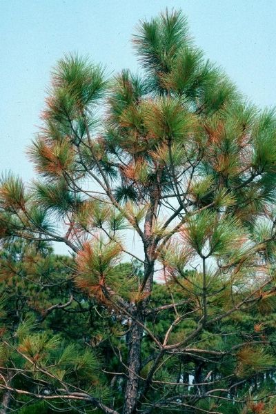 Loblolly pine with salt burn damage.