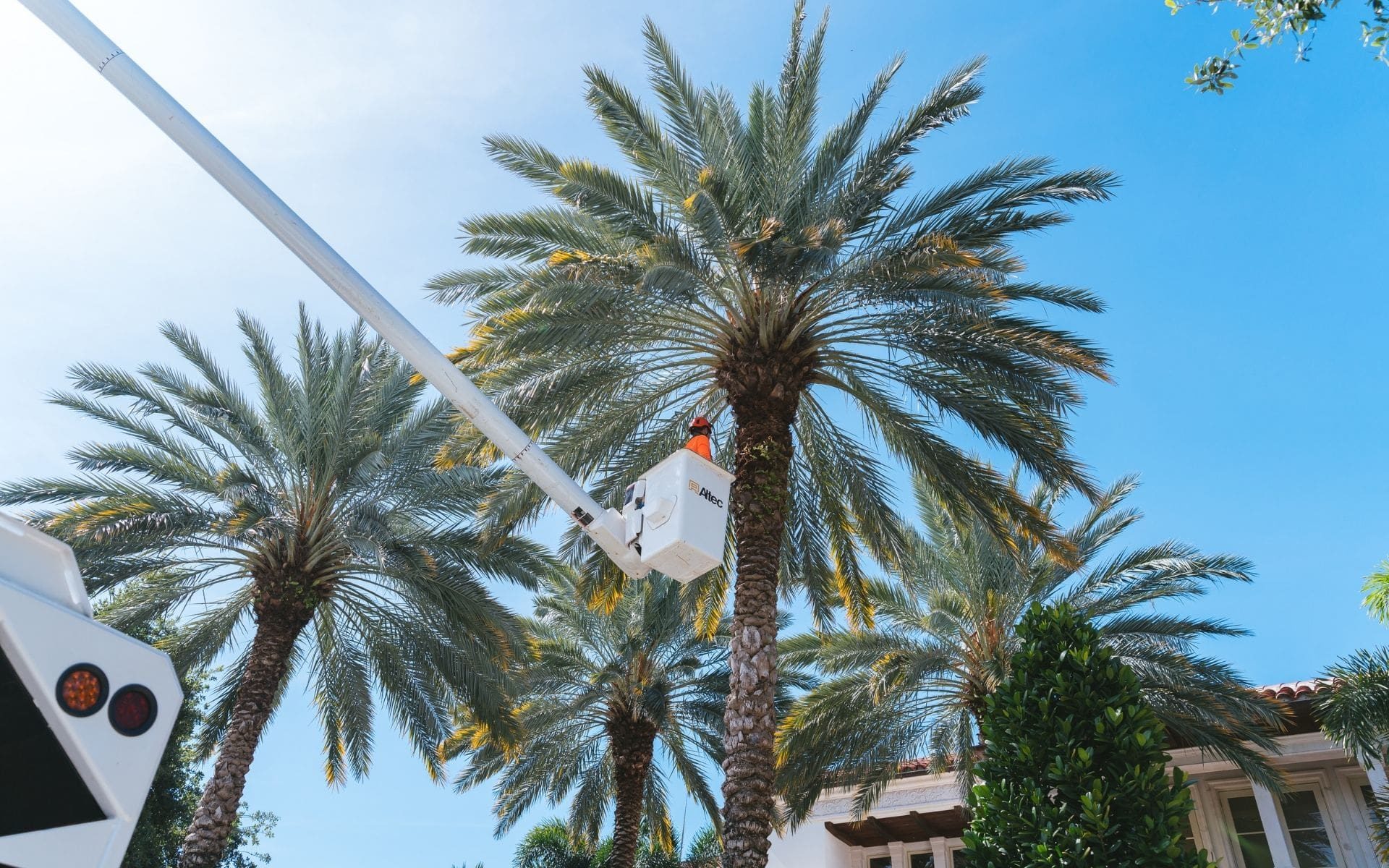 A Sherlock Tree crew member inspects palm trees from a bucket truck.