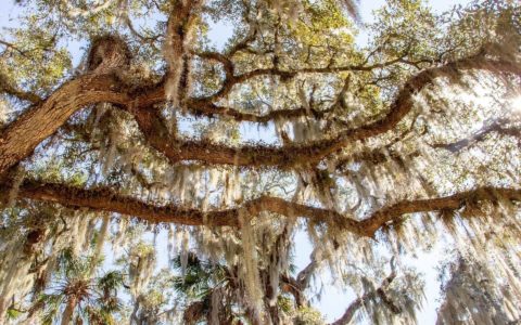 Spanish moss draped over tree branches in Florida
