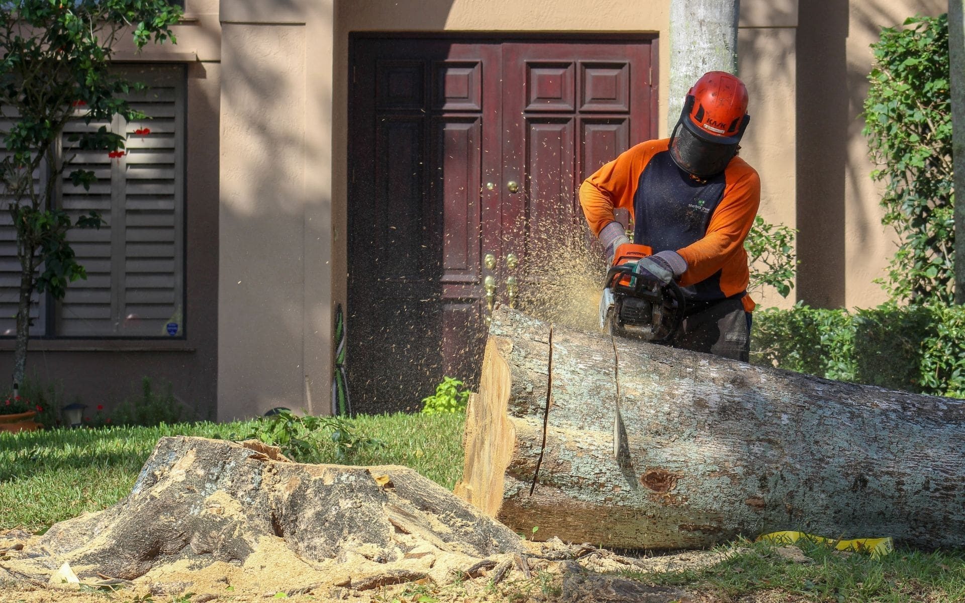 A Sherlock Tree Company crew member uses a chainsaw to cut a tree trunk during a tree removal, leaving a stump.