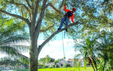 A Sherlock Tree climber pauses while working in a tree with South Florida homes in the background.
