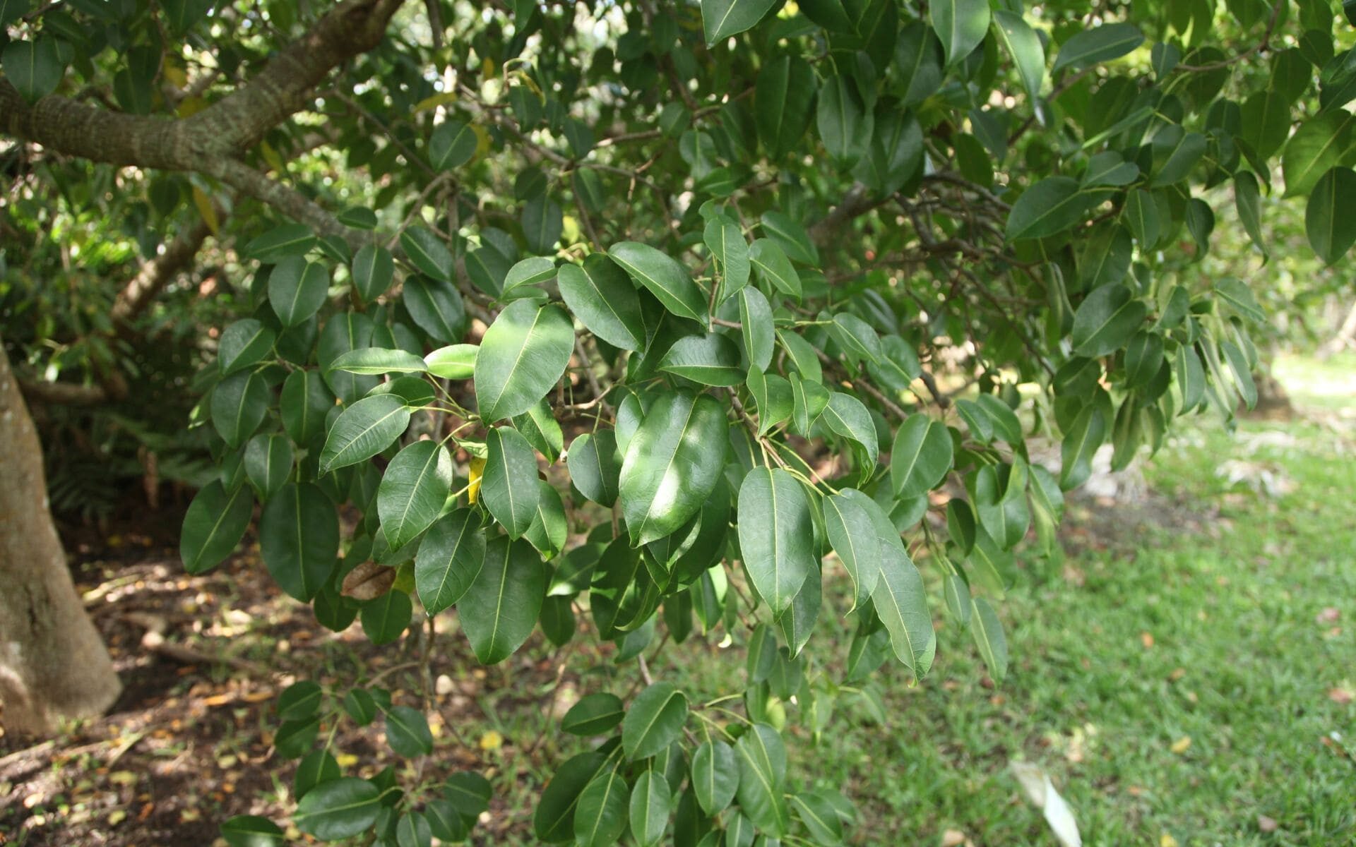 The green leaves of a toxic manchineel tree in South Florida.