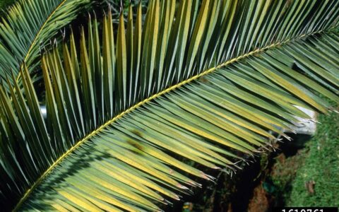 Yellowing of the leaves is a magnesium deficiency in palm trees.