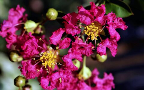Pink crape myrtle flowers bloom with wrinkly petals surrounding yellow stamen.