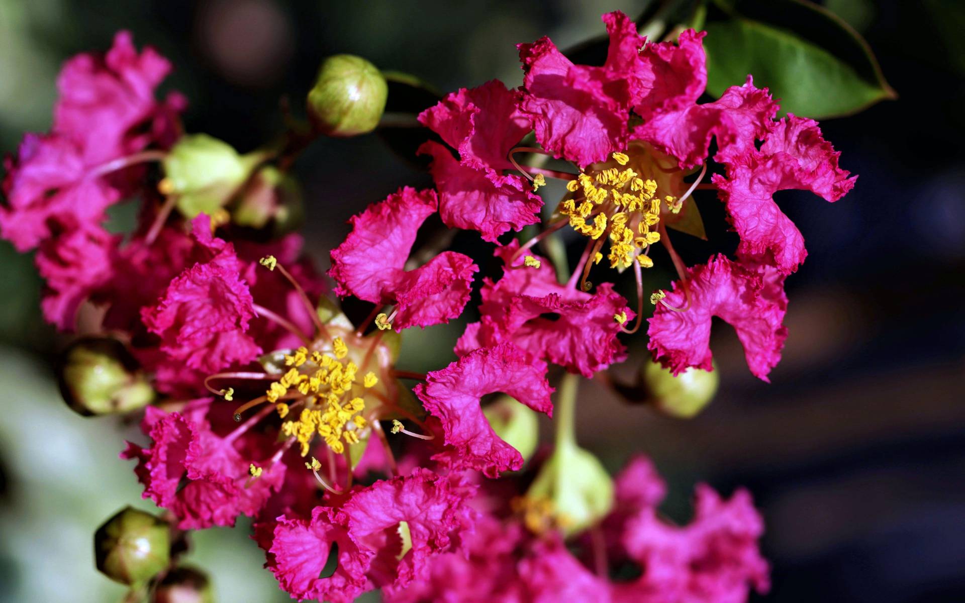 Pink crape myrtle flowers bloom with wrinkly petals surrounding yellow stamen.