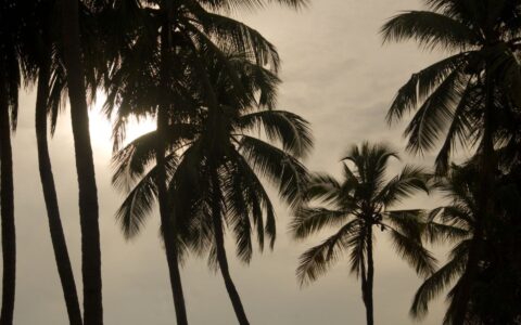 Line of palm trees in South Florida with a cool, grey winter sky in the background