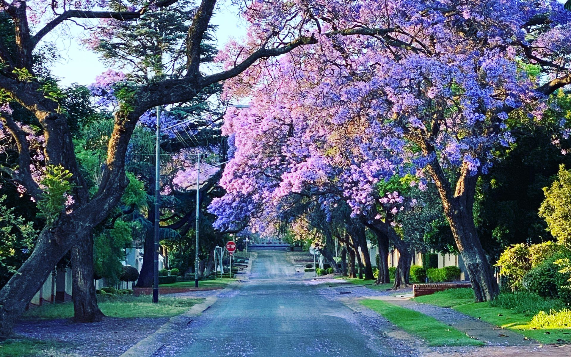 Vibrant Jacaranda tree in full bloom, showcasing its lavender-blue flowers and lush foliage in a beautifully landscaped sidewalk.