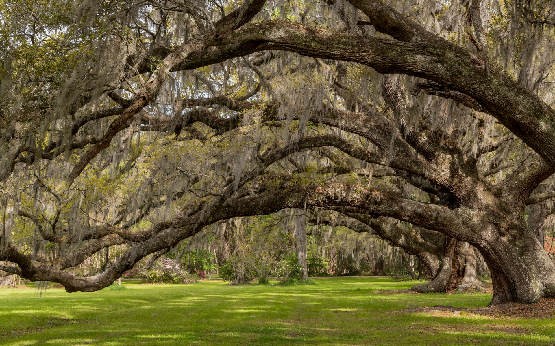 A southern live oak with lots of shade upon a grassy green yard.