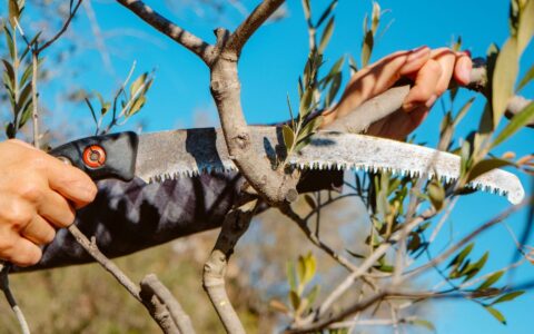 Close-up of a Certified Arborist at Sherlock Tree using a pruning saw to trim an olive branch in a South Florida yard.