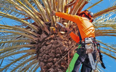 Sherlock Tree professional safely trims dead fronds from a palm in South Florida.