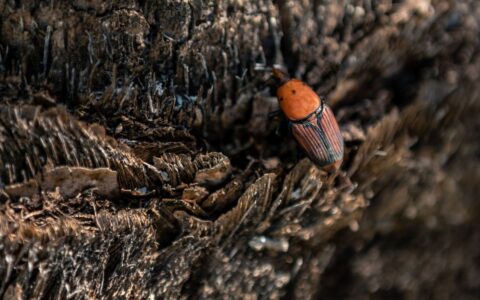 A large, red palmetto weevil crawling up the rough bark of a palm tree in South Florida.