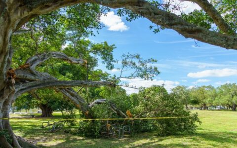 Storm-damaged shade tree with large broken limbs all over the ground and fallen on benches after a South Florida storm.