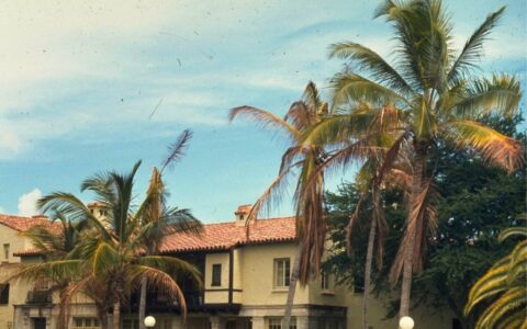 Coconut palms with severe decline from lethal bronzing disease in South Florida landscape.