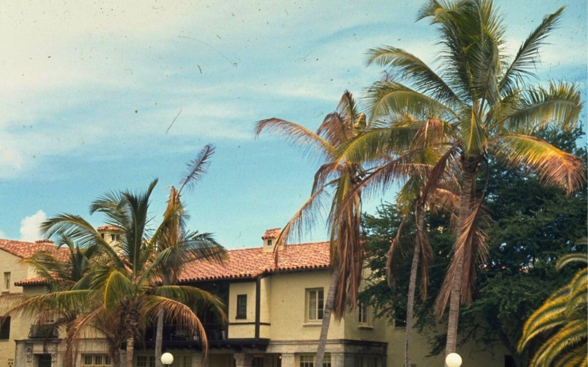 Coconut palms with severe decline from lethal bronzing disease in South Florida landscape.
