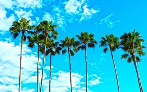 Nine tall sabal palms stand majestically against a bright blue sky in South Florida.