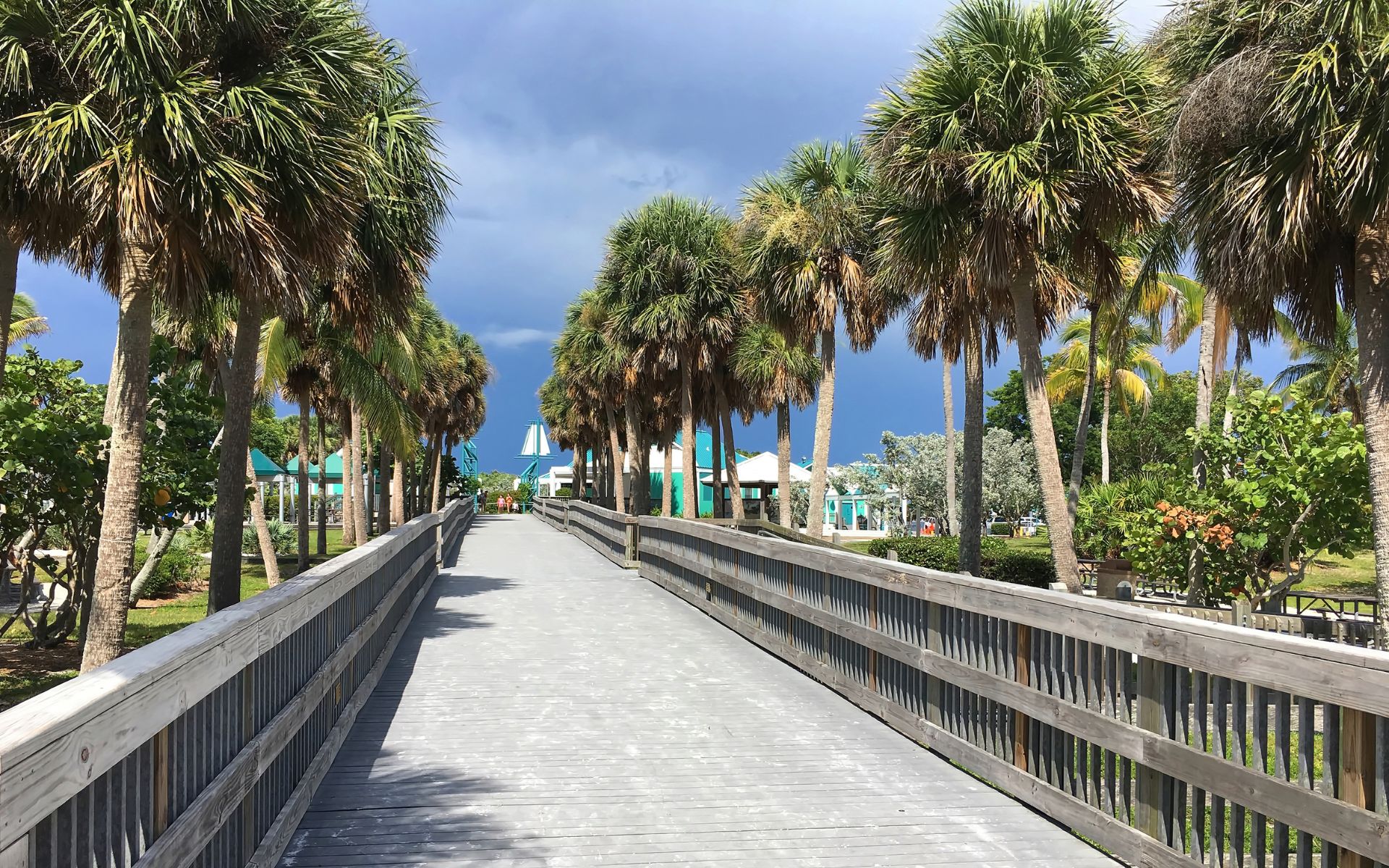 A boardwalk line with healthy sabal palms near Miami, FL.