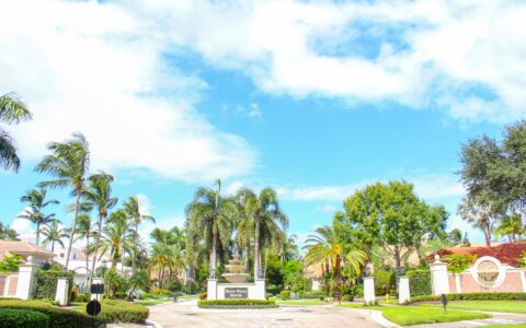 Well-maintained palm trees lining a sunny residential street in South Florida