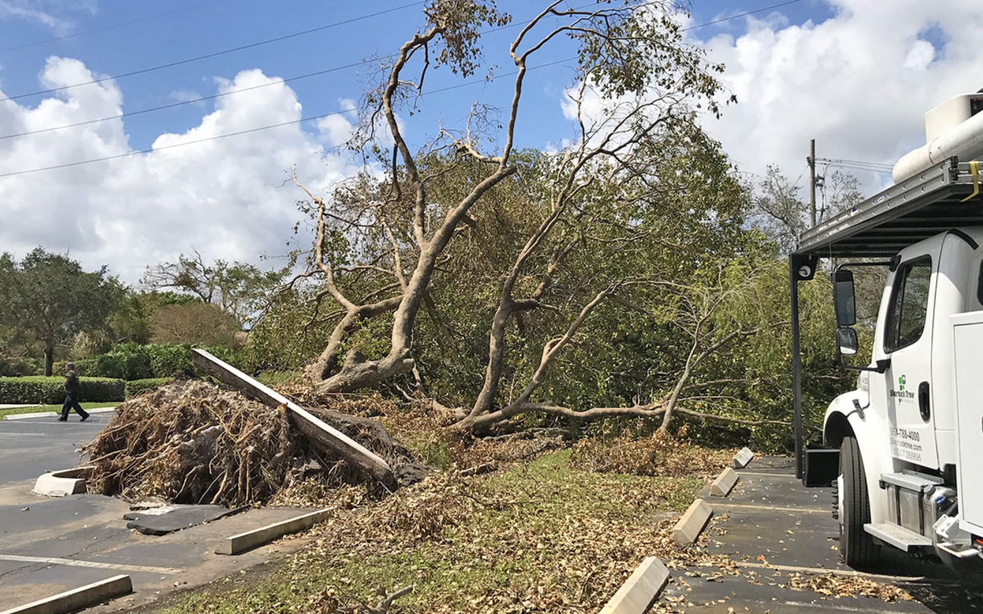 Sherlock-blog-featured-2025-oct-storm-fallentree-roadside