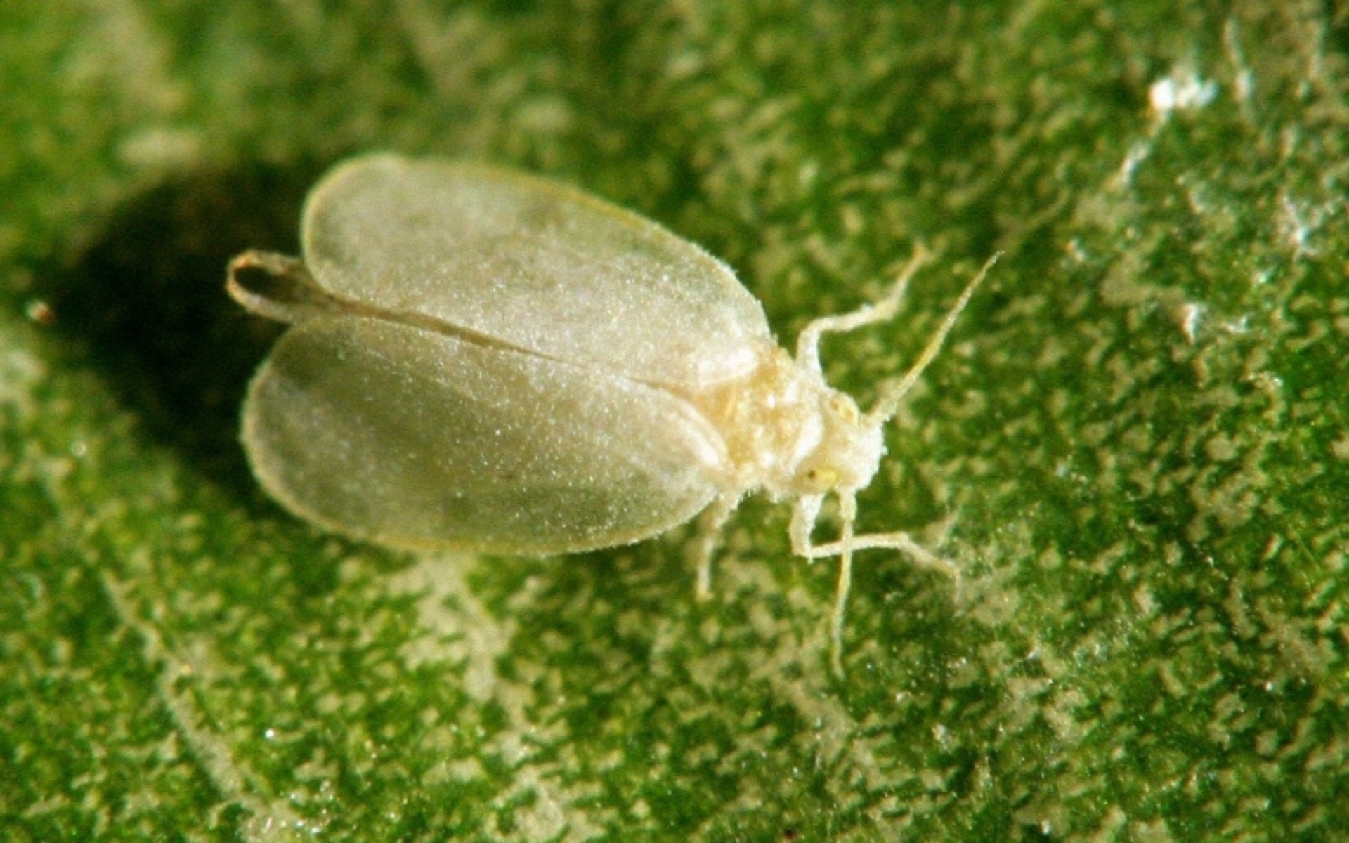 Close-up of rugose spiraling whitefly on green leaf surface showing characteristic pale coloration and small winged body, the invasive pest known for distinctive spiral egg-laying patterns in South Florida. Photo courtesy of: David Cappaert, Bugwood.org.