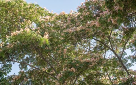 An invasive mimosa tree in South Florida.
