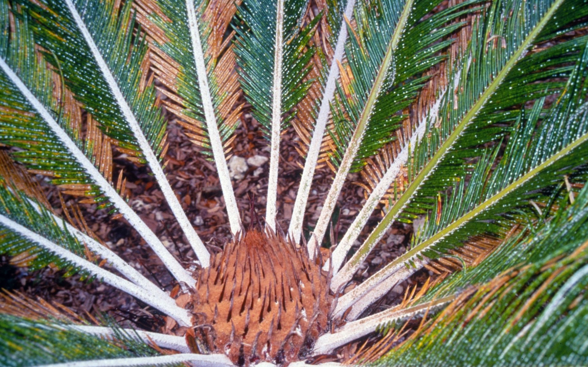 Symptoms of cycad aulacaspis scale on a palm in Florida.