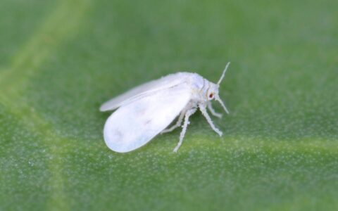 A single red-eyed whitefly with long antennae sits on a veiny green leaf.