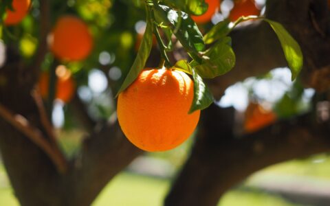 A round Florida orange hangs from a branch surrounded by green leaves.