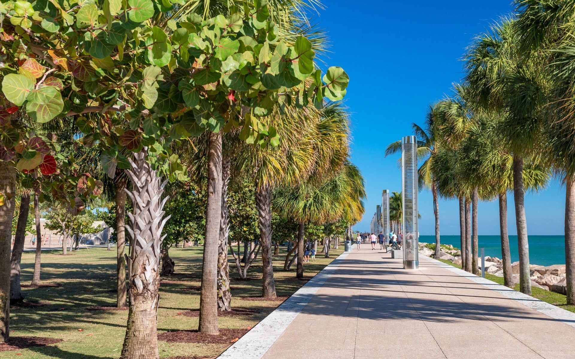 trees in winter along the waterfront in Miami.