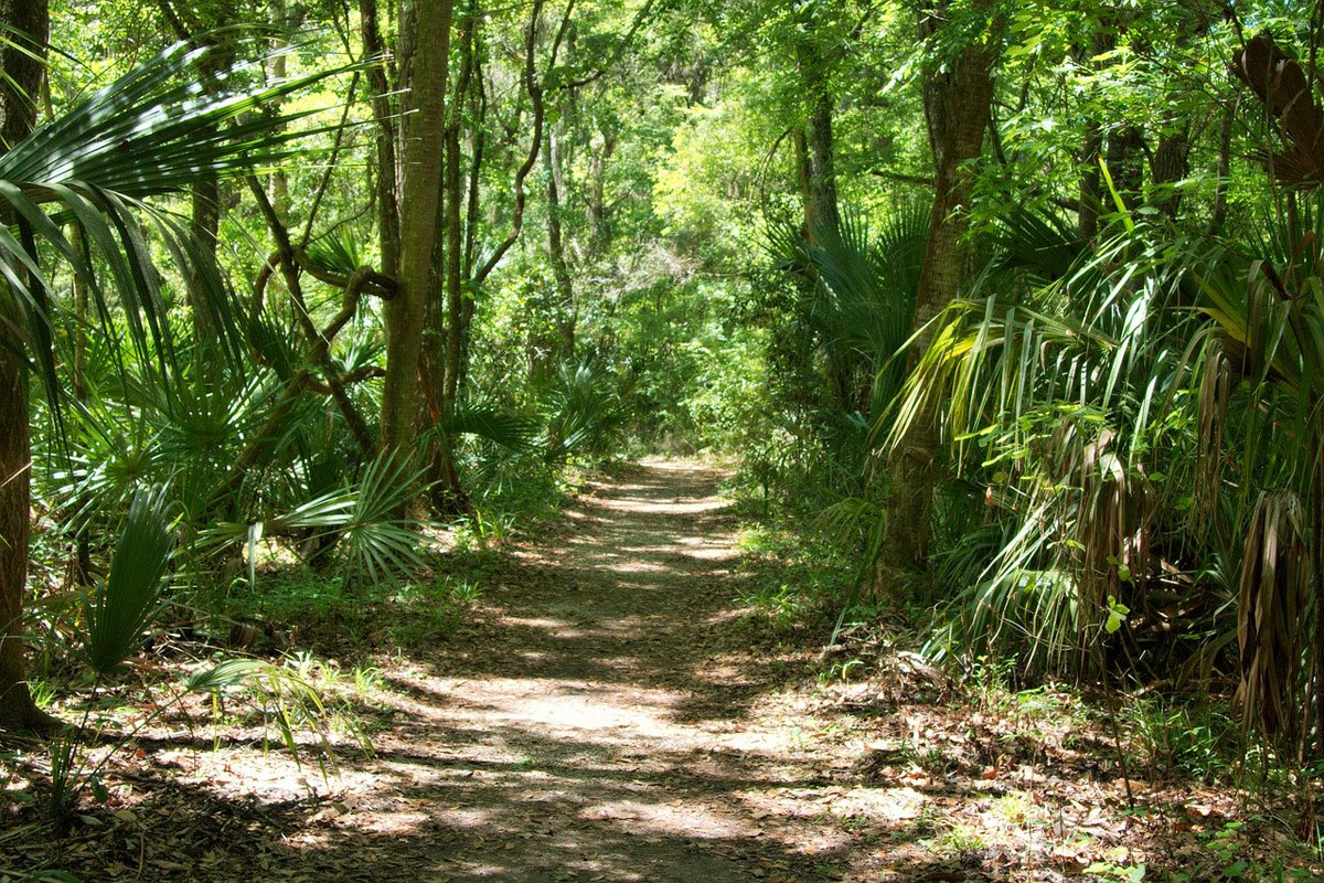 a path through green trees and ferns in a florida forest