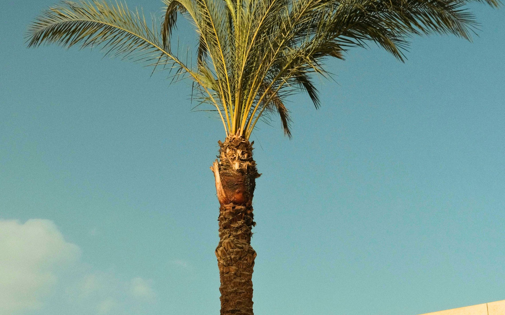 Overpruned palm tree with a sparse canopy of yellowing fronds and visible trunk narrowing against a clear blue sky in South Florida.
