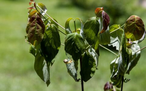 Young tree with wilting green leaves showing early signs of water stress, with some leaves drooping and edges turning reddish-brown.