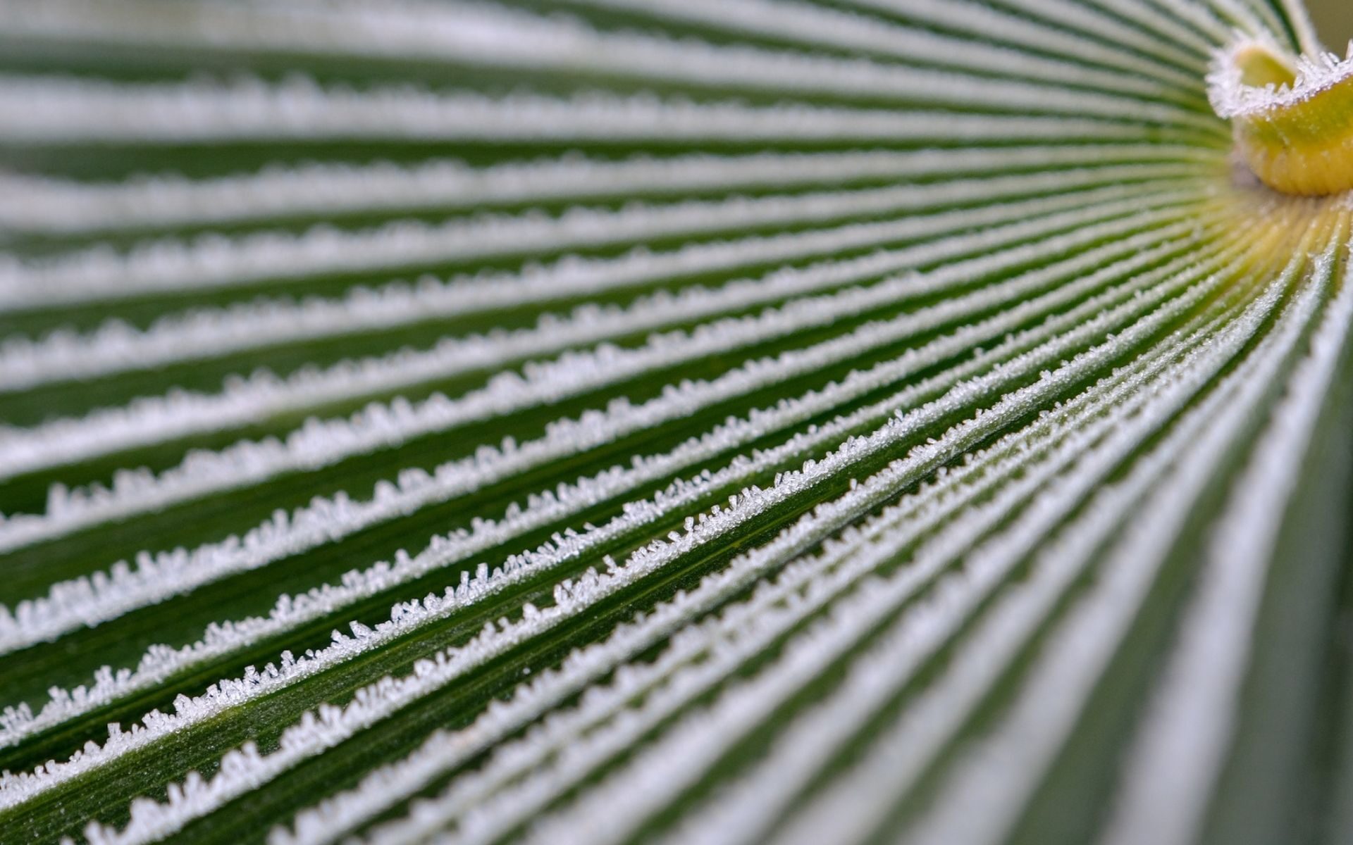 Frost on palm fronds in South Florida.