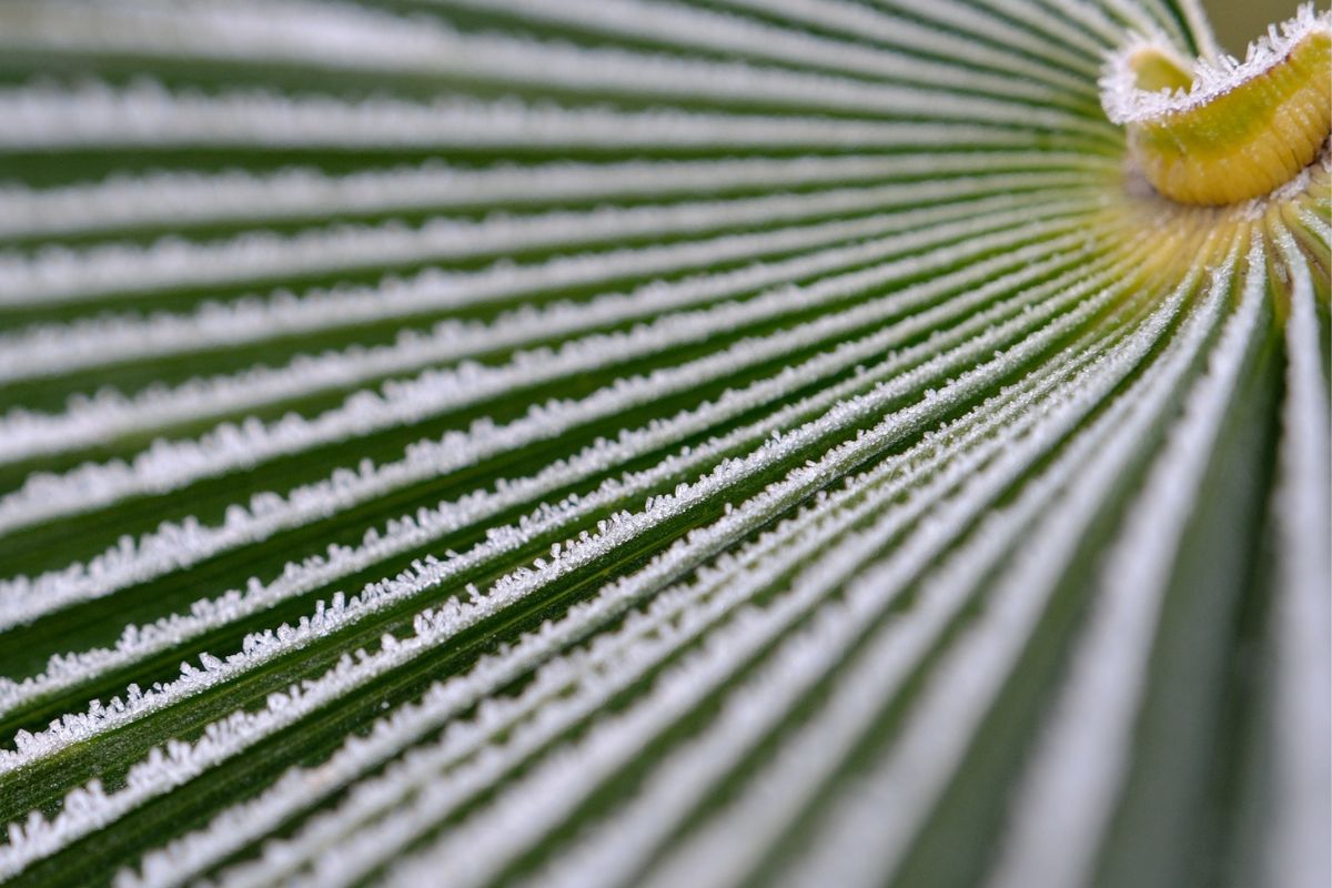 Frost on palm fronds in South Florida.