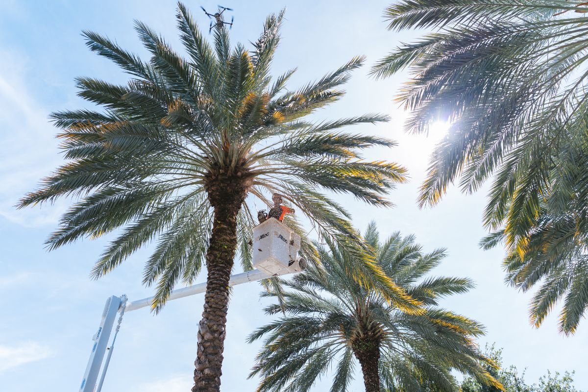 A Sherlock Tree team member uses a bucket truck to inspect palms in South Florida.
