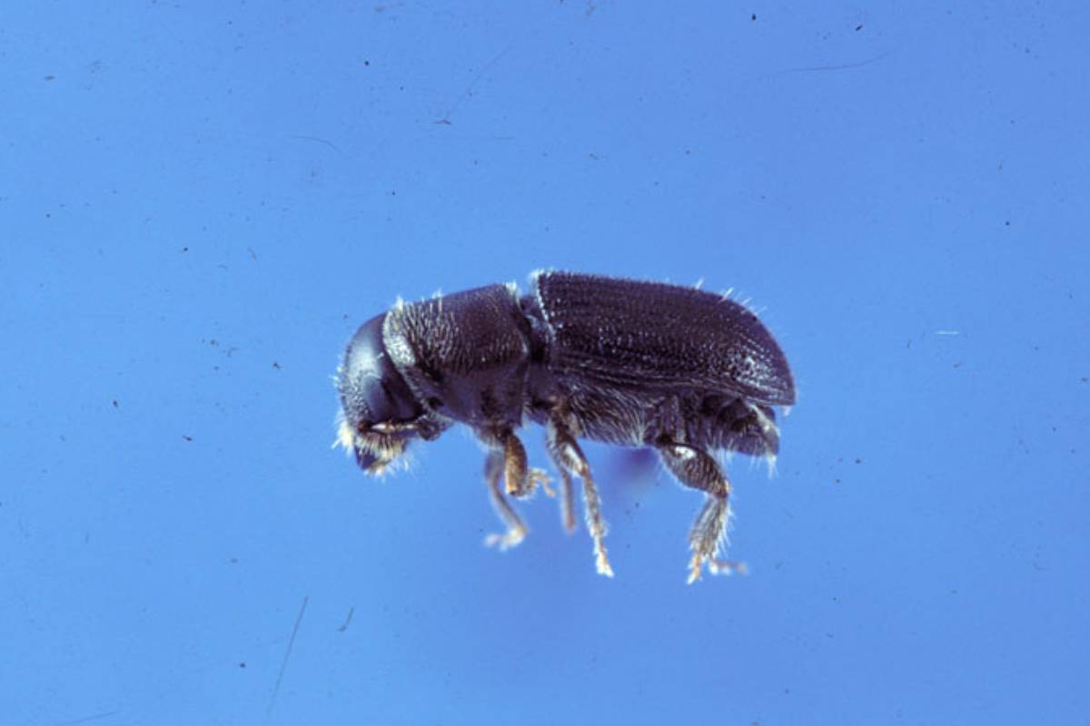 A small, black Pine Beetle sits against a blue background.