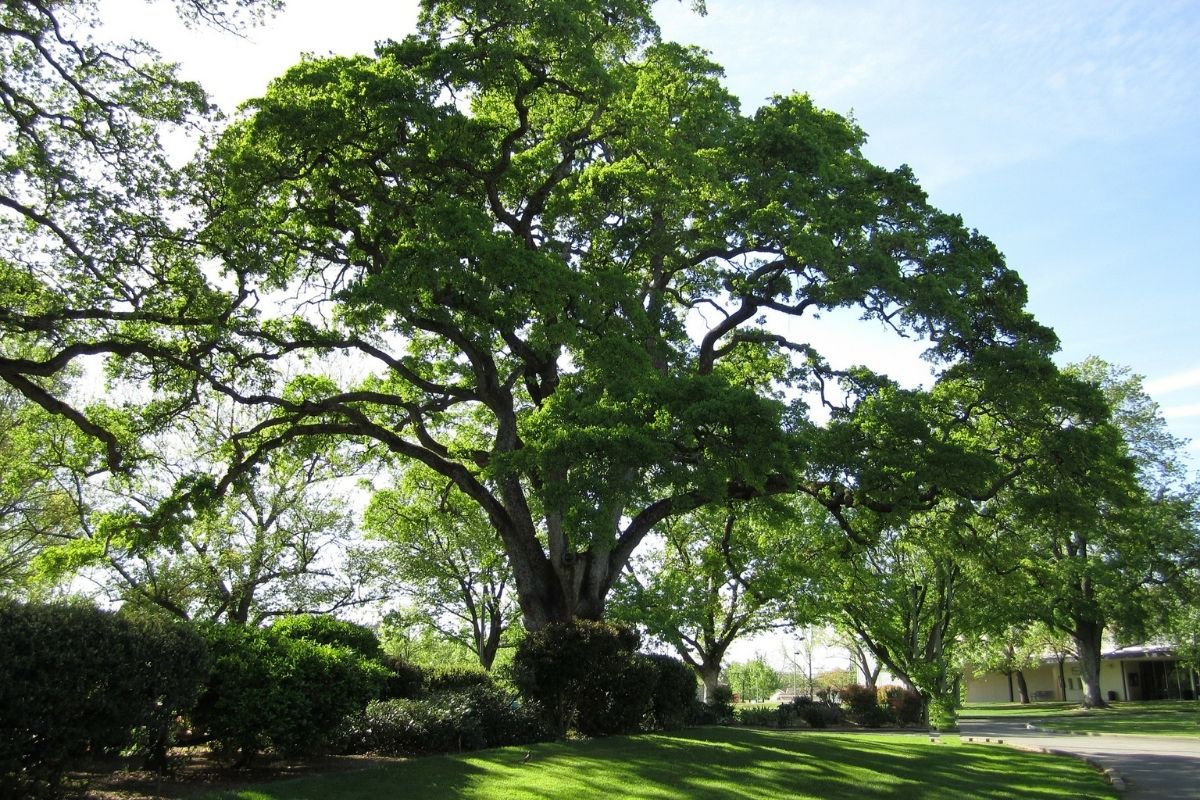 beautiful southern live oak in south florida