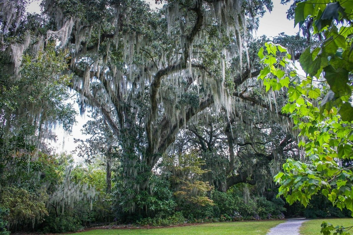 southern live oak with spanish moss hanging from the branches