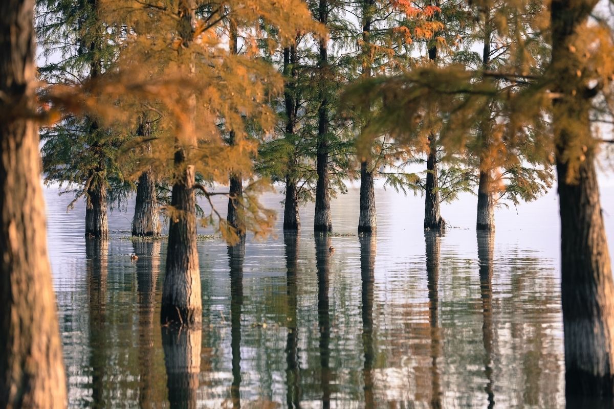 bald cypress trees thrive in flooded areas