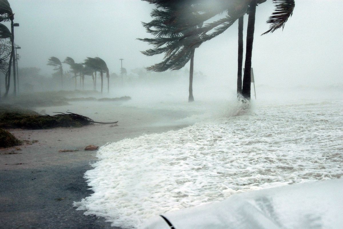 Florida palm trees on the coast during a hurricane