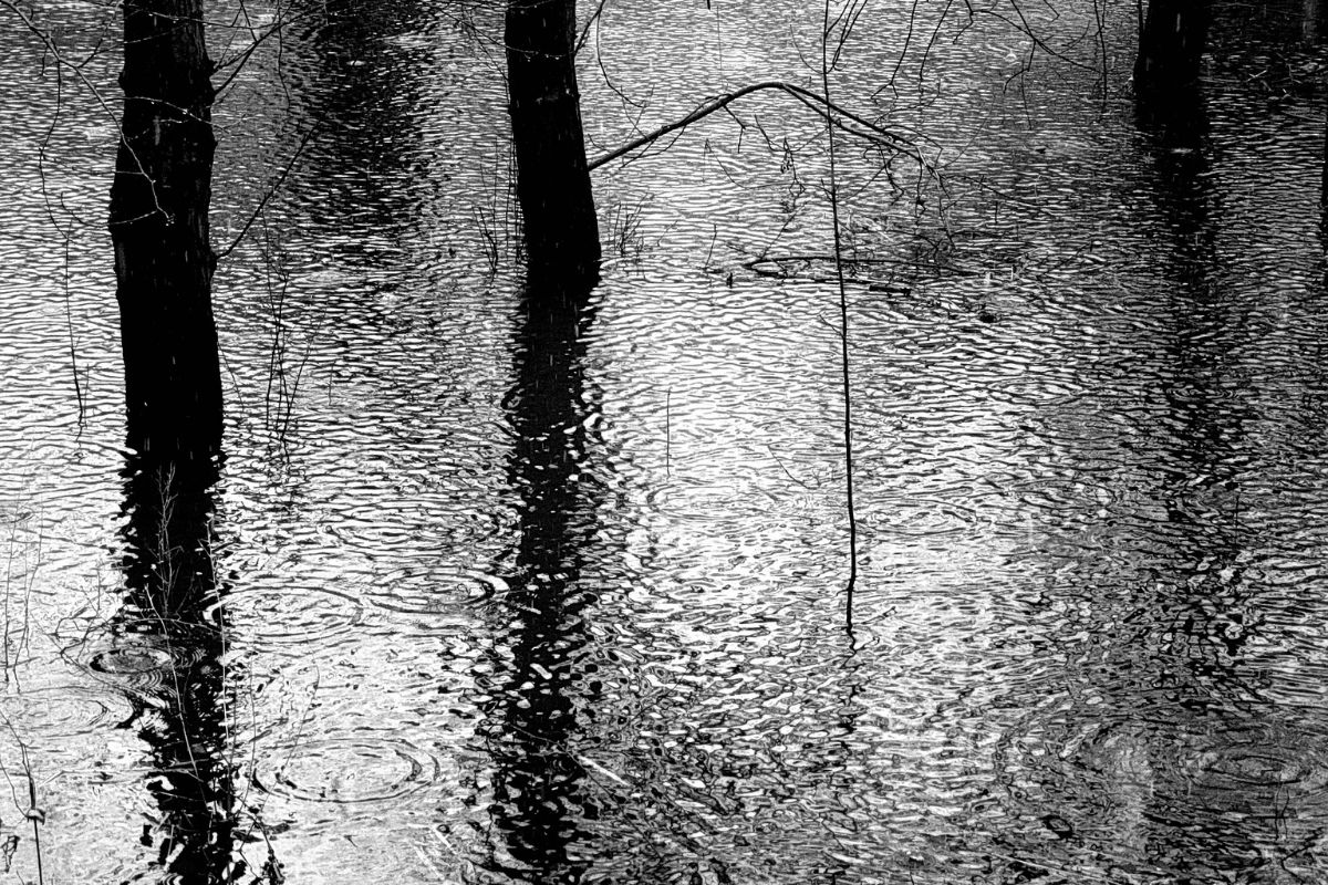 trees in standing water, with raindrops falling