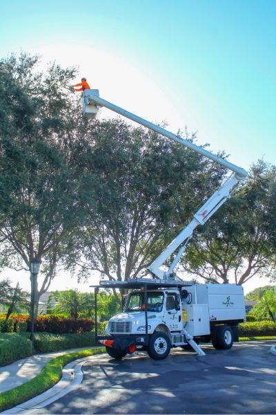 Sherlock Tree Company arborists performing crown reduction pruning from a bucket truck